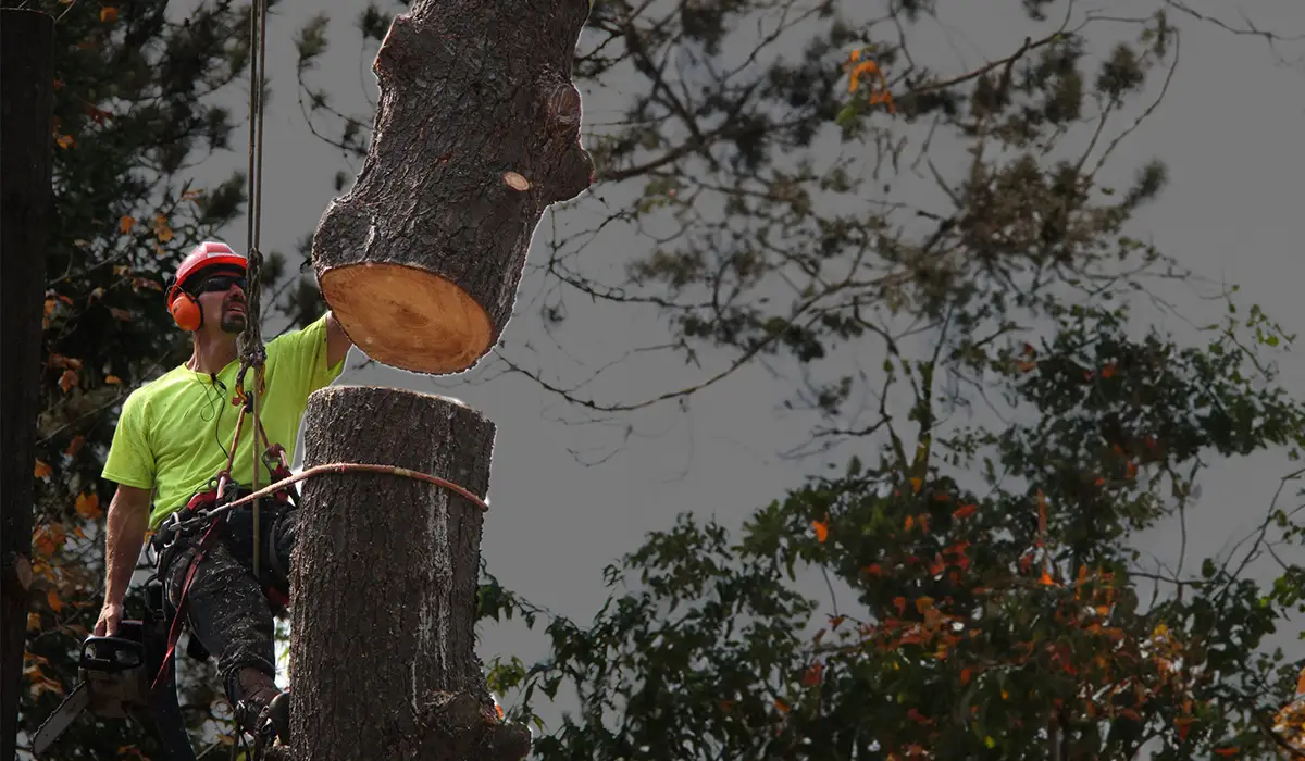 Trusted-Tree-Service-in-North-Bacertified-arborist-muskoka-hero-image