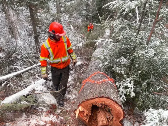 emergency-tree-service-24-7-north-bay-muskoka-arborworks-Services-gallery3 EMERGENCY TREE SERVICES