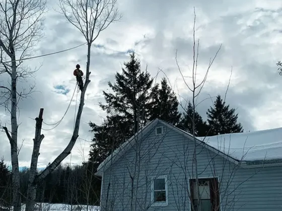 emergency-tree-service-24-7-north-bay-muskoka-arborworks-Services-gallery4 EMERGENCY TREE SERVICES