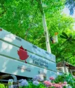 Basic Tree Care Tips for Your Garden