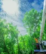 Why You Should Avoid DIY Tree Removal