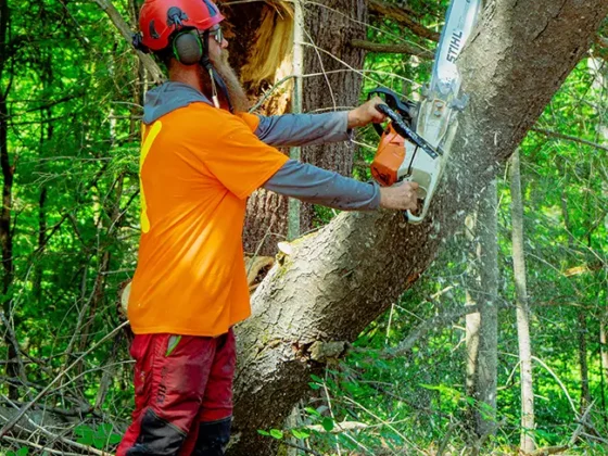 emergency-tree-removal-storm-recovery-1 emergency-tree-removal-storm-recovery-1