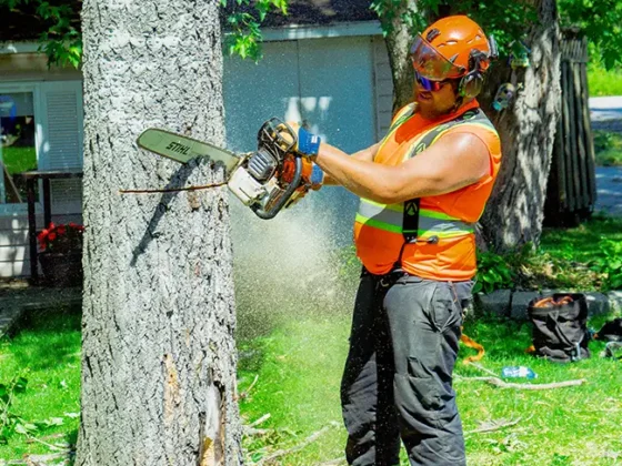 hazardous-tree-removal-arborist-work-1 hazardous-tree-removal-arborist-work-1