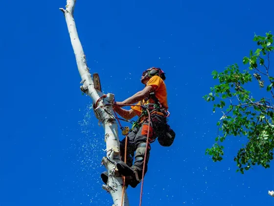 hazardous-tree-removal-arborist-work-2 hazardous-tree-removal-arborist-work-2