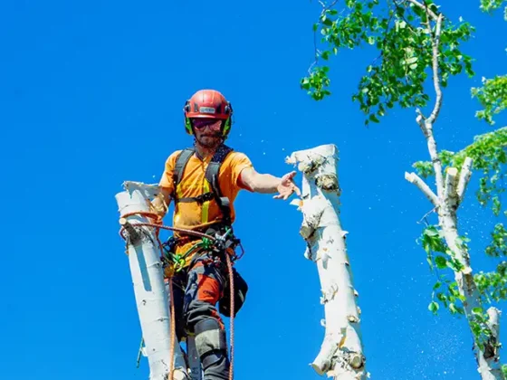 hazardous-tree-removal-arborist-work-3 hazardous-tree-removal-arborist-work-3