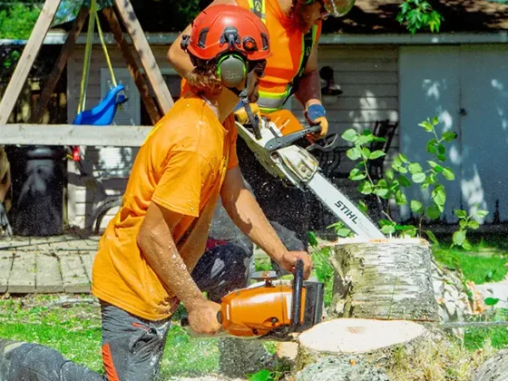 hazardous-tree-removal-arborist-work-4 hazardous-tree-removal-arborist-work-4