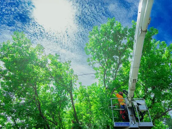 professional-tree-trimming-and-pruning-1 professional-tree-trimming-and-pruning-1