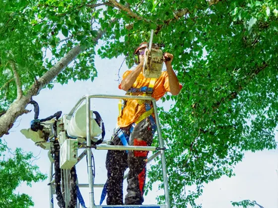 professional-tree-trimming-and-pruning-2 professional-tree-trimming-and-pruning-2