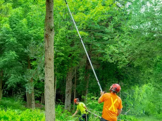 professional-tree-trimming-and-pruning-3 professional-tree-trimming-and-pruning-3