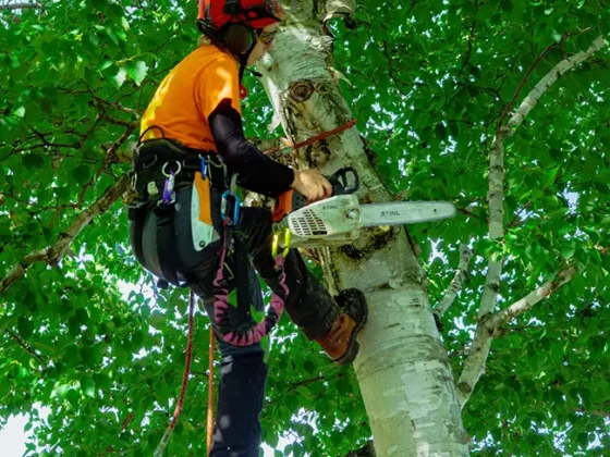 professional-tree-trimming-and-pruning-4 professional-tree-trimming-and-pruning-4