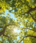 How to Protect Your Trees from the Summer Heat